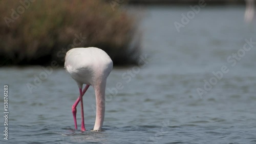 Flamingo feeding under water. Greater flamingo feeding in salty water.