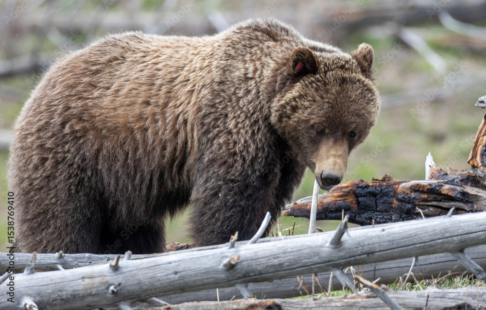Fototapeta premium Grizzly Bear in Springtime in Yellowstone National Park Wyoming