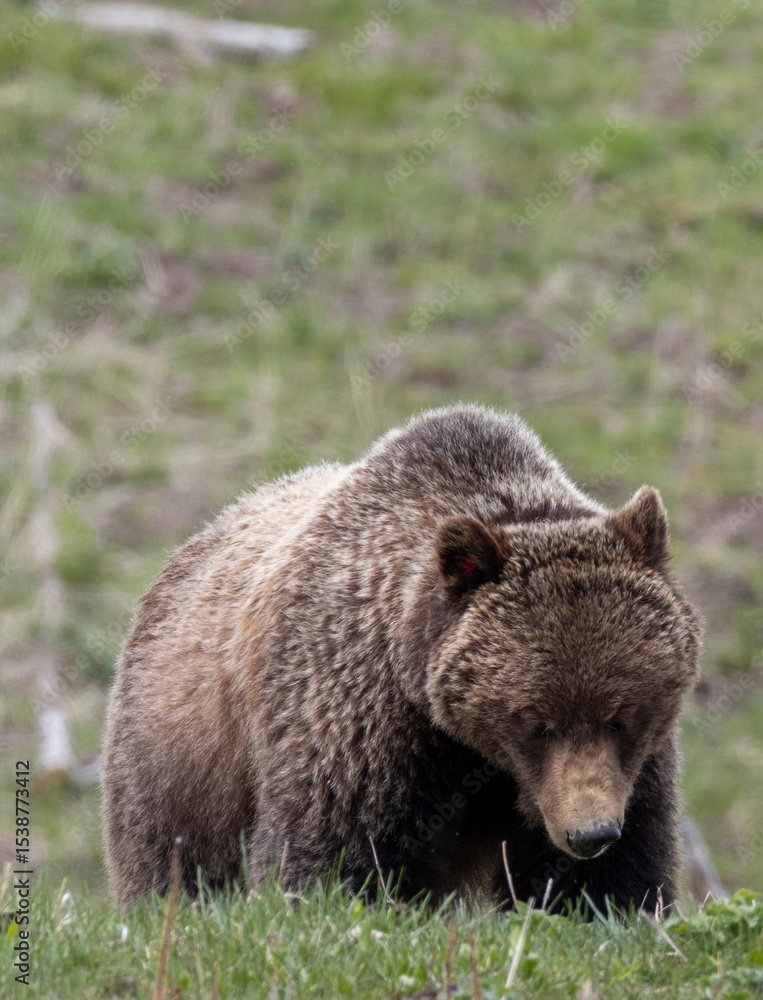 Obraz premium Grizzly Bear in Springtime in Yellowstone National Park Wyoming