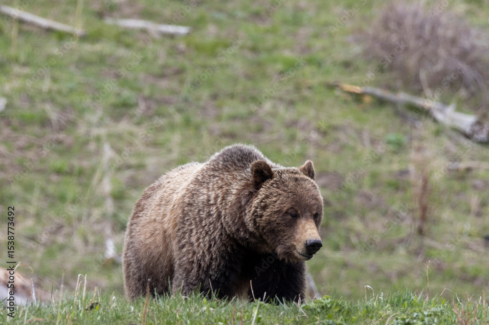 Grizzly Bear in Springtime in Yellowstone National Park Wyoming Grizzly Bear in Springtime in Yellowstone National Park Wyoming