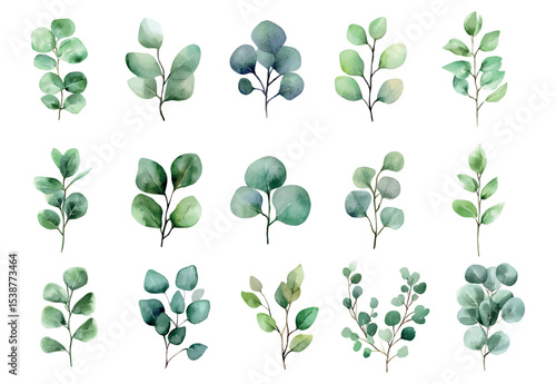 Watercolor set of eucalyptus leaves. Watercolor eucalyptus branches on a transparent background. Botanical elements for wedding invitation designs, wedding designs, etc. Vector illustration.