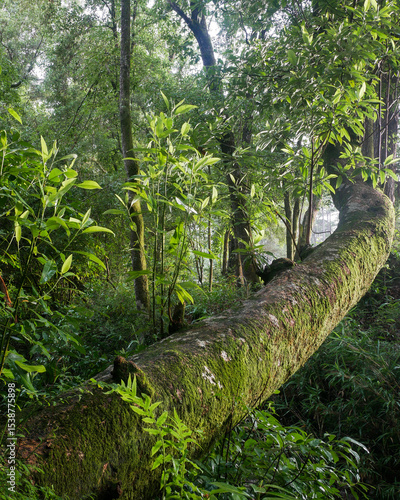 Leaning moss coverd tree over a creek in the misty morning sunrise