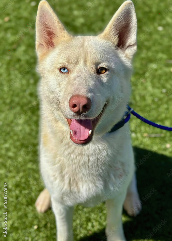 Obraz premium White Siberian Husky with Blue Eyes and Tongue Out