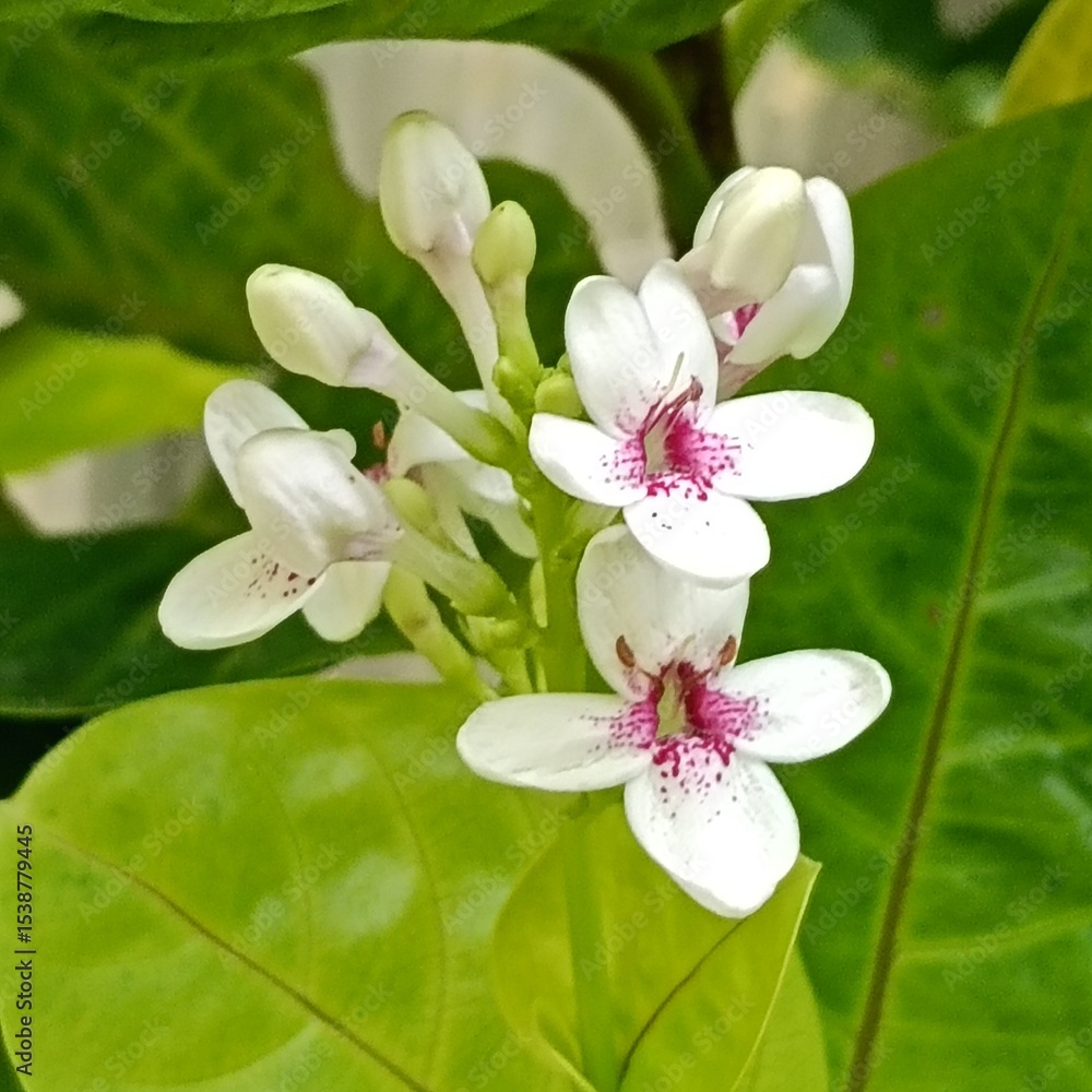 Obraz premium white orchid flower