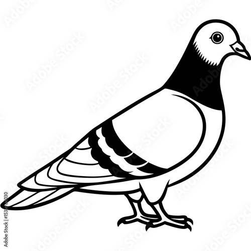 Simple Pigeon Illustration