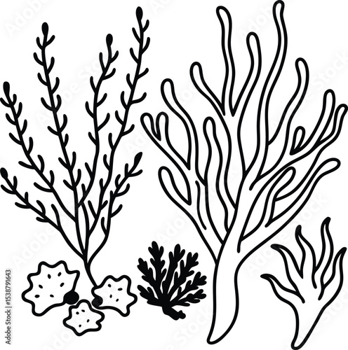 Various Types of Seaweed and Coral Outline Collection