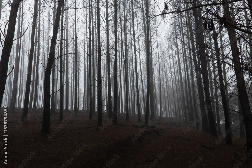 Fototapeta premium bosque de pinos cubierto con niebla