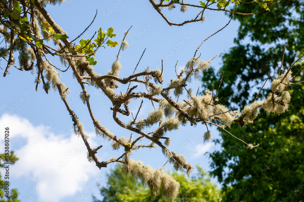 Fototapeta premium Usnea on a branch on background a blue sky with white clouds, commonly known as bearded lichen or old man's beard, is a genus of lichen found in the UK, particularly in areas with clean air.