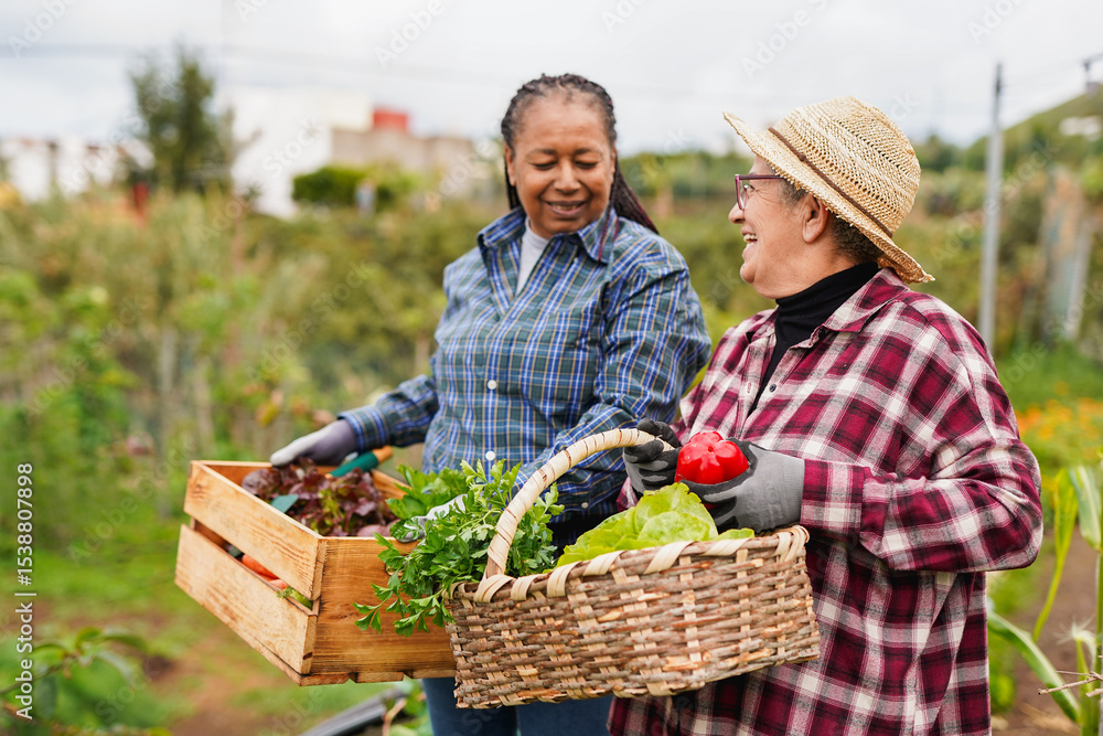 Fototapeta premium Happy multiracial senior women having fun during harvest period in the garden - Female farmer friends picking up organic vegetables