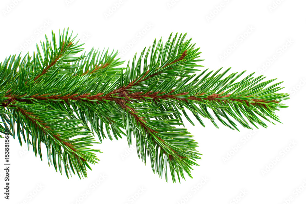 vibrant green evergreen fir branch isolated on white background vibrant green evergreen fir branch isolated on white background