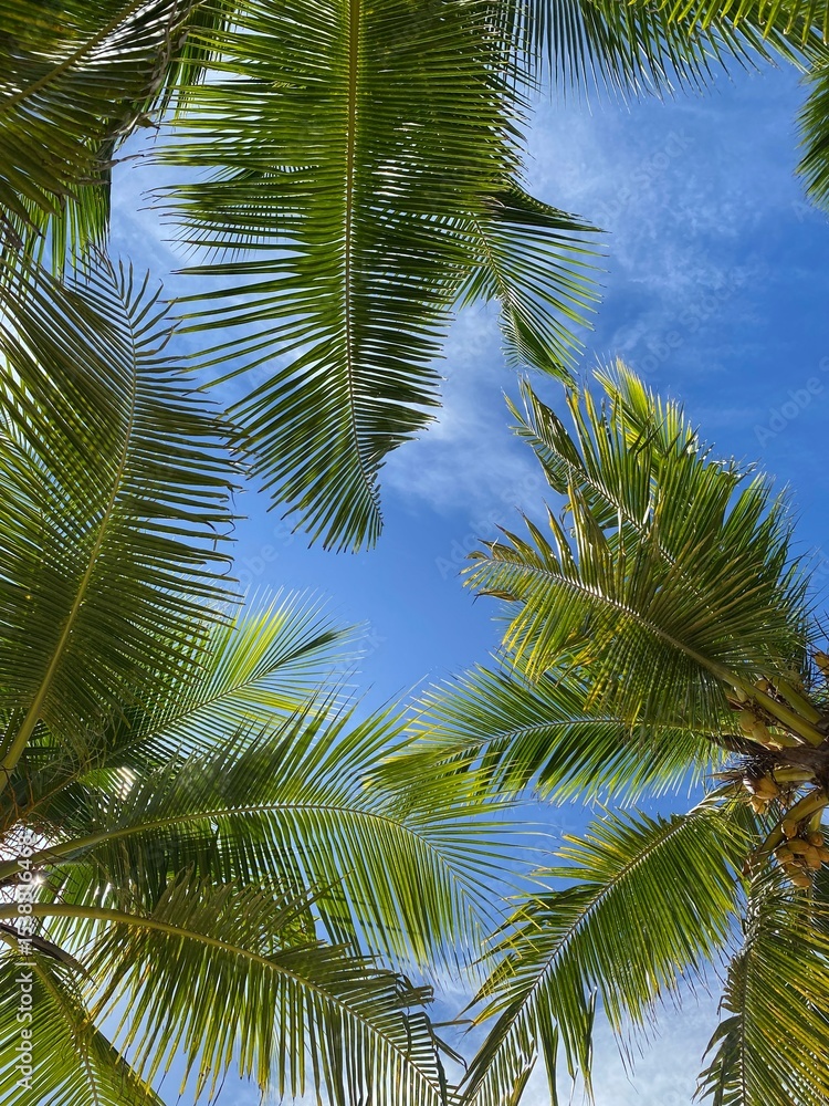 Fototapeta premium palmera