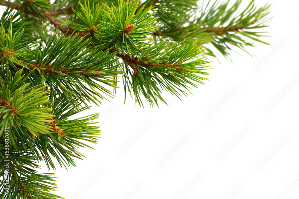 Obraz premium pine tree branches with needles isolated on white background