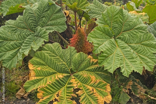 rainforest plants in Costa Rica