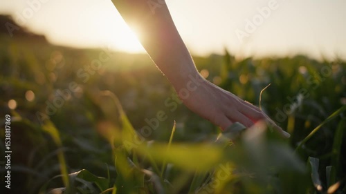 Touch of a female hand on soft grass in warm sunset light symbolizing the bond between people and the earth in the context of sustainability and conservation