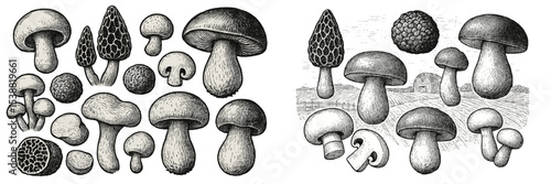 Exploring diverse mushroom varieties illustrated in black and white sketches