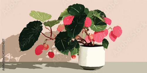 A begonia plant, potted in ...