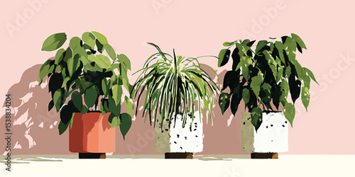 Three vibrant potted plants...