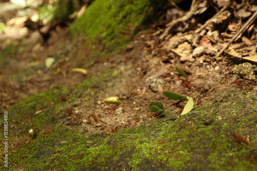 Wallpaper Mural Atta cephalotes, red ants at Tayrona, Colombia Torontodigital.ca