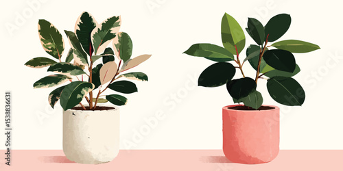Two vibrant rubber plants, ...