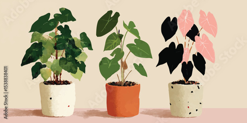 Three vibrant potted plants stand side by side. Each plant offers a different leaf shape and color, showcasing the beauty of indoor gardening. This photo is ideal for articles on home decor, botany.