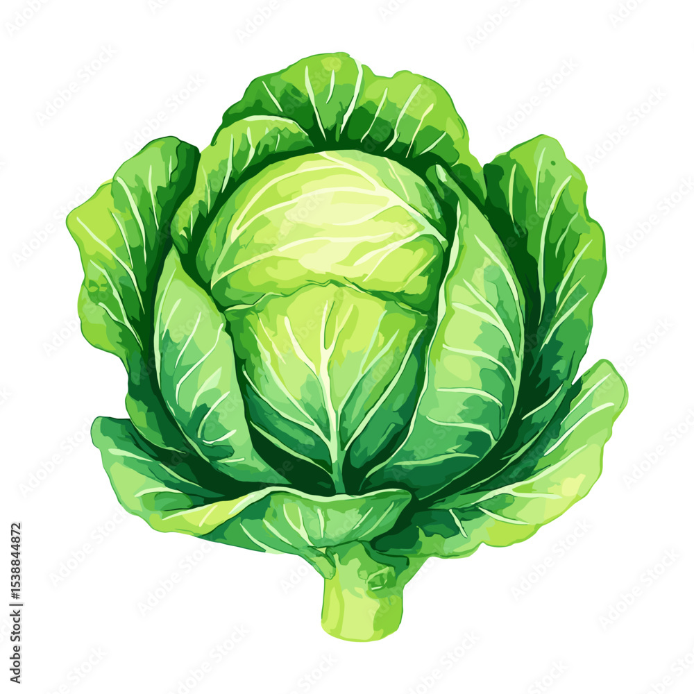 Obraz premium Green Cabbage Whole Head Vector Illustration