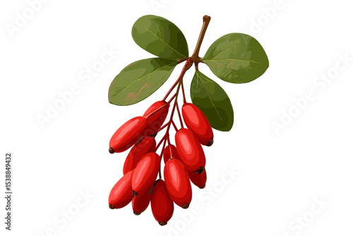 Bright red berries with green leaves hanging from a branch against a white background