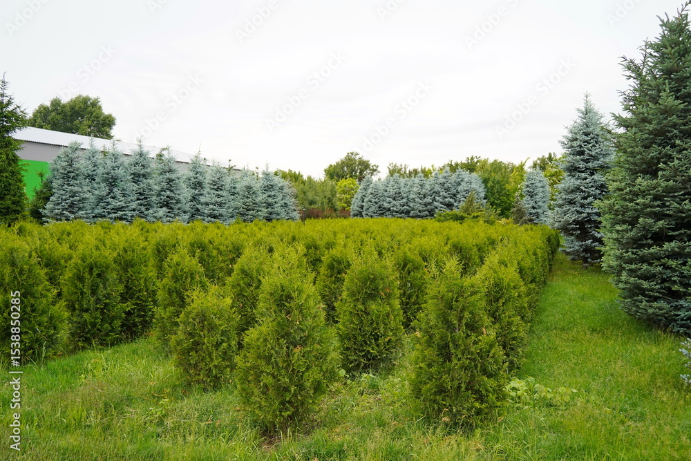 Naklejka premium Plant nursery with various trees and shrubs in neat rows. Lush greenery, natural setting. Perfect for themes of gardening, landscaping, and eco-friendly agriculture