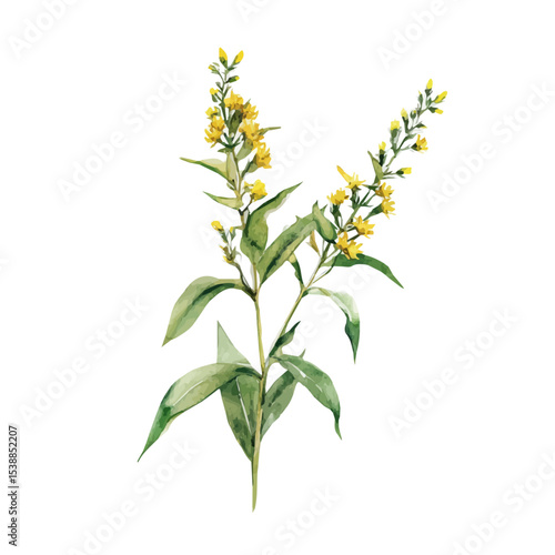 A Goldenrod Stem, watercolor clipart vector, isolated on a white background.