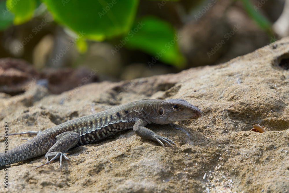 lizard on the rock lizard on the rock