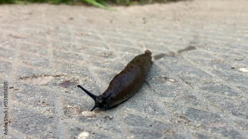 Close up of a slug