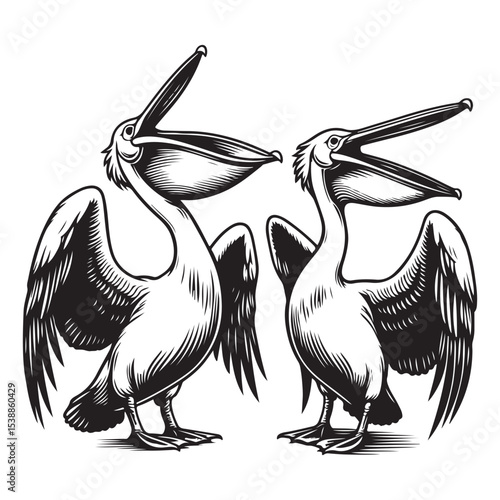 Two pelicans big mouth image vector