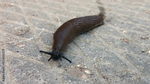Close up of a slug