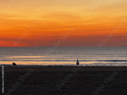 Photography Gentle orange sunrise over the ocean with a lone bird on the shoreline at Virgin