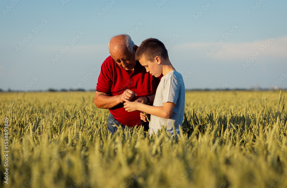 Senior farmer with his grandson standing in wheat field examining crop at sunset. Senior farmer with his grandson standing in wheat field examining crop at sunset.