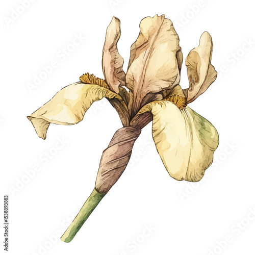 watercolor of A Dutch Iris Stem, vector, isolated on a white background.