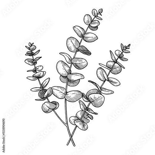Multiple Eucalyptus Branches Detailed Botanical Black and White Outline Line Art Drawing Illustration Vintage Style