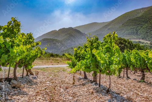vine with green foliage growing in summer under a sunny sky in the vineyard i...
