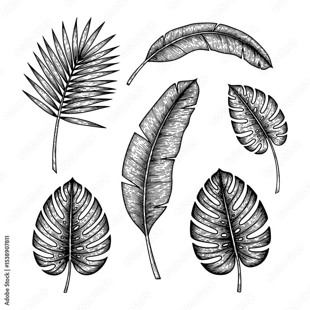 Botanical Set of Tropical Leaves Collection Black and White Outline Line Art Drawing Engraving Style Design Botanical Set of Tropical Leaves Collection Black and White Outline Line Art Drawing Engraving Style Design