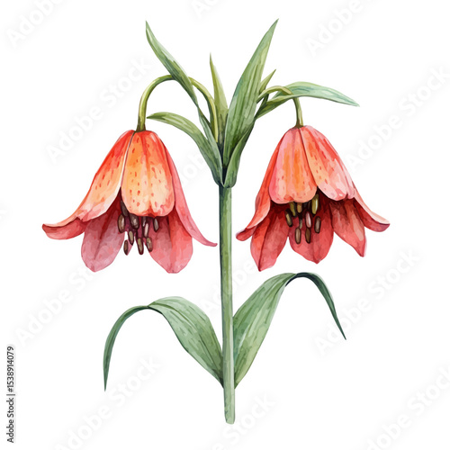 A Crown Imperial Stem, watercolor clipart vector, isolated on a white background.