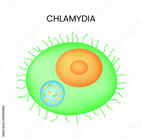 Chlamydia Trachomatis Bacterial Infection Chlamydiasis