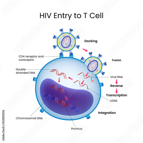 HIV Entry into T Cell Simplified Diagram