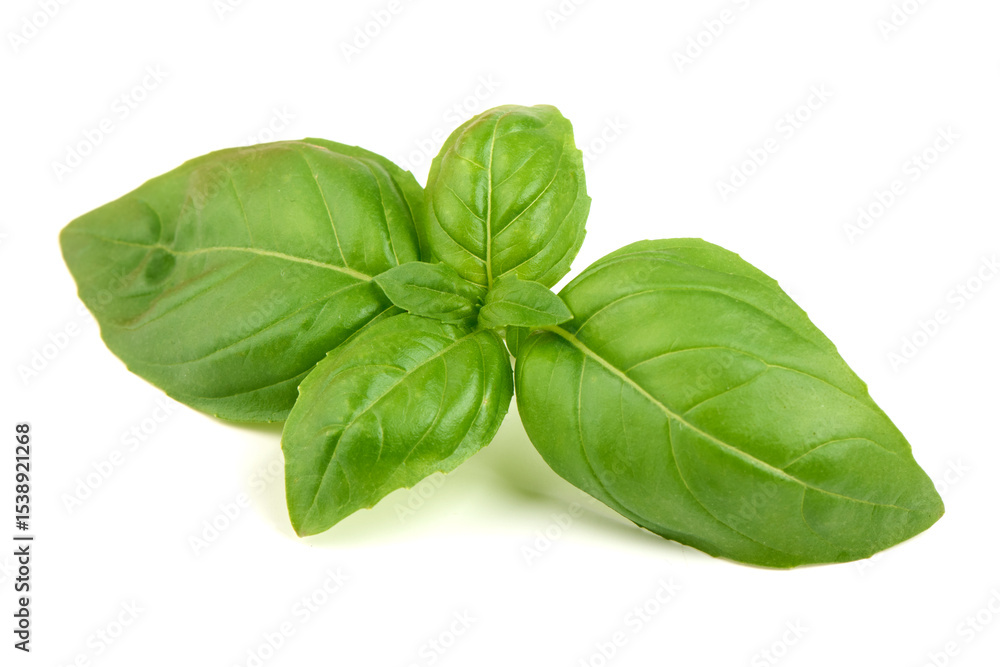 Basil Leaves Isolated, Fresh Green Herb Basil Leaves Isolated, Fresh Green Herb