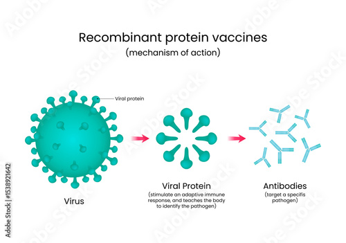 Mechanism of Action Recombinant Protein Vaccines