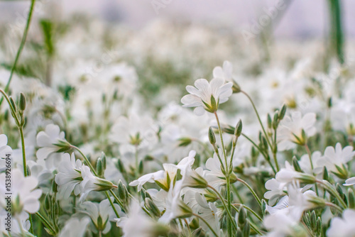 Cute white flowers outdoor in the garden