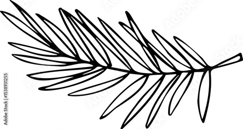 Illustration of vector illustration of a hand drawn botanical pine branch for graphic design and decoration elements vector