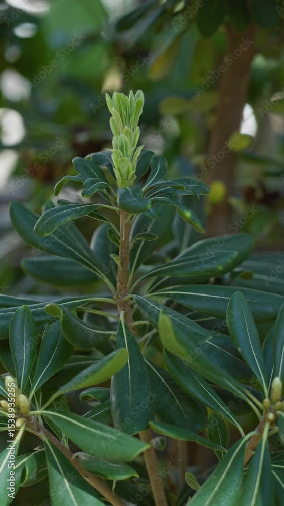 Vibrant green plant with lush leaves and emerging buds in sunny torrevieja outdoors, showcasing the natural beauty of mediterranean flora in a bright garden setting. Vibrant green plant with lush leaves and emerging buds in sunny torrevieja outdoors, showcasing the natural beauty of mediterranean flora in a bright garden setting.