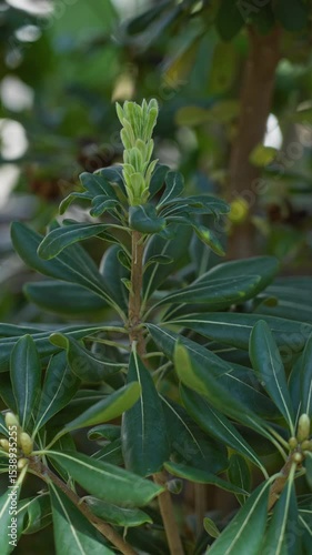 Wallpaper Mural Vibrant green plant with lush leaves and emerging buds in sunny torrevieja outdoors, showcasing the natural beauty of mediterranean flora in a bright garden setting. Torontodigital.ca