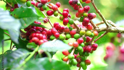 11 Coffee bean in Chiang Rai