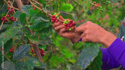 12 Coffee bean in Chiang Rai