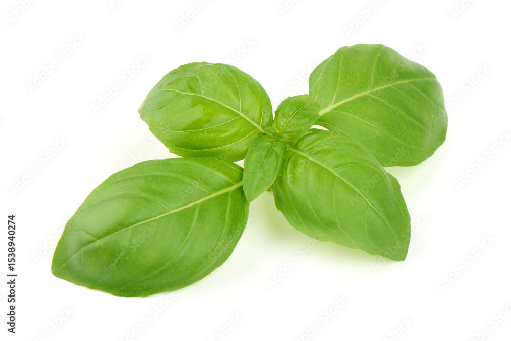 Ocimum basilicum, Fresh Basil, isolated on white background Ocimum basilicum, Fresh Basil, isolated on white background